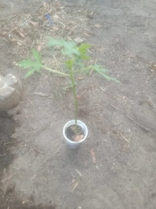 Planta de papaya