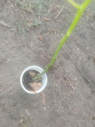 Planta de papaya