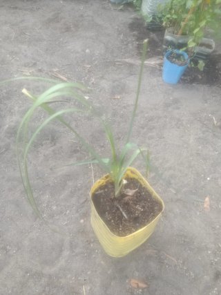 Planta natural