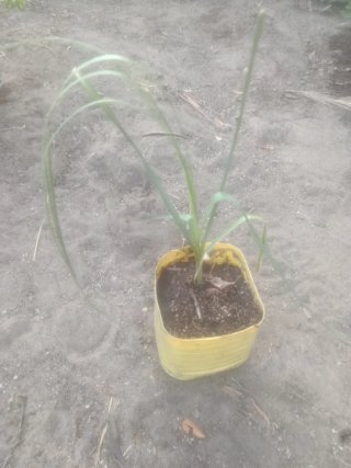 Planta natural