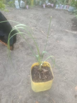 Planta natural