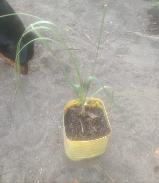 Planta natural