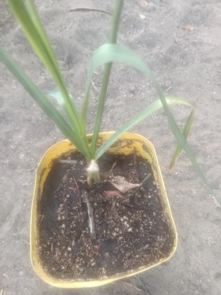 Planta natural