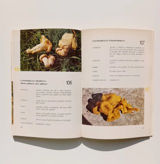 Il grande libro dei funghi