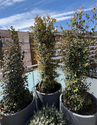 Jardinero experto terrazas