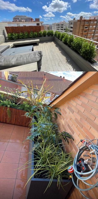 Jardinero experto terrazas
