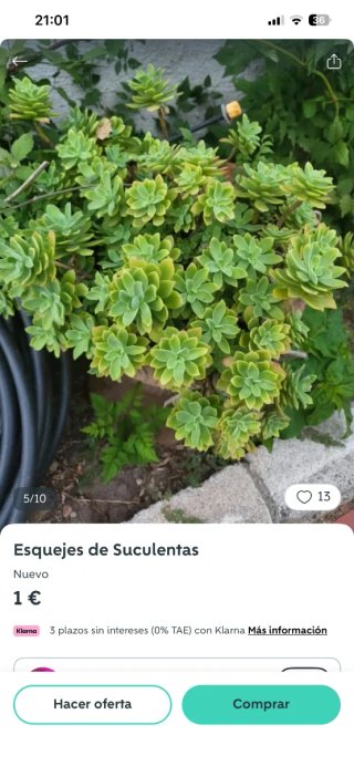 Lote de esquejes de Suculentas