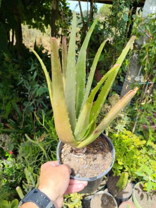 Planta Aloe Vera en Maceta