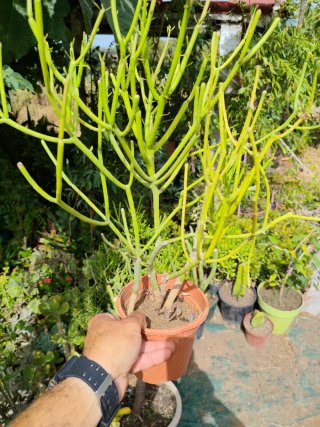 Eufhorbia tirucalli - Planta dedos de San Juan