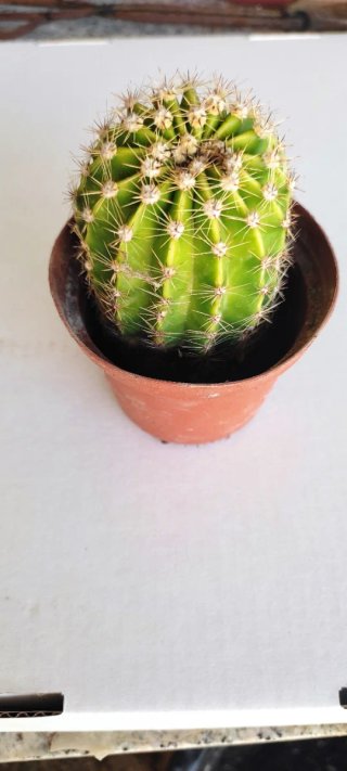 Cactus Echinopsis