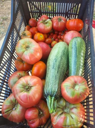 Verduras ecologicas sin pesticidas