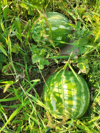 Verduras ecologicas sin pesticidas
