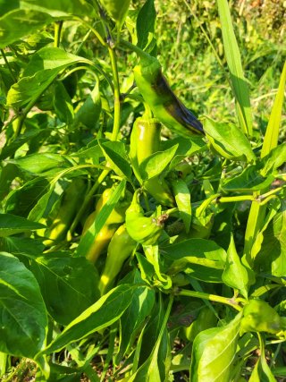 Verduras ecologicas sin pesticidas