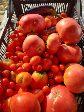 Verduras ecologicas sin pesticidas