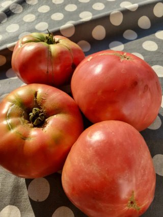 Verduras ecologicas sin pesticidas