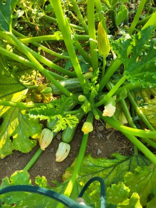 Verduras ecologicas sin pesticidas
