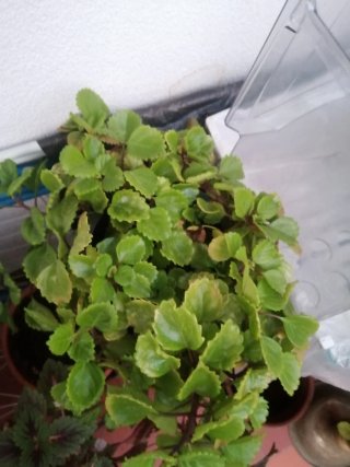 Plantas interior