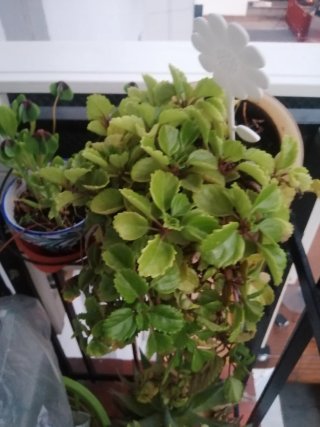 Plantas interior