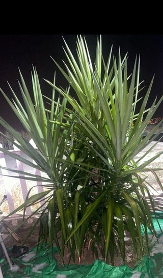 Planta Yuca