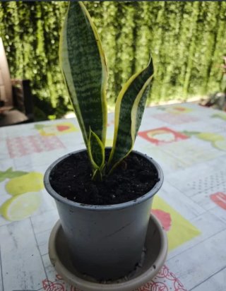 Planta Sansevieria en maceta