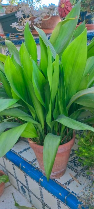 Aspidistra planta de interior