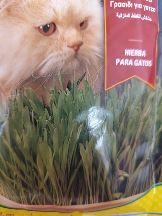 Semillas de hierba para gatos