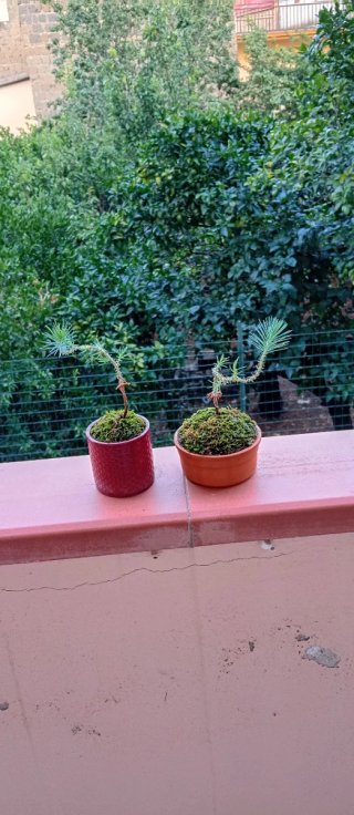 Mini bonsai pino silvestre