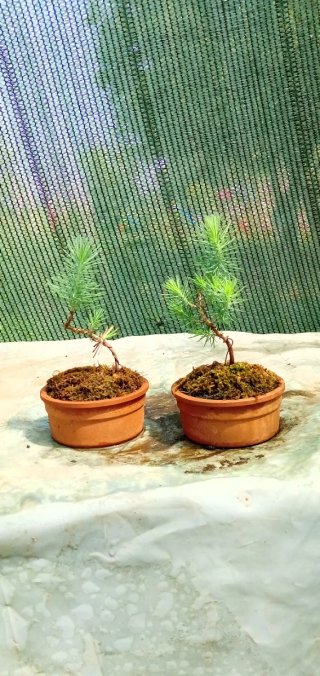 Mini bonsai pino silvestre