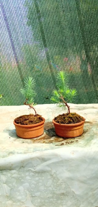 Mini bonsai pino silvestre
