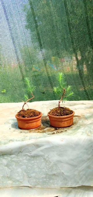 Mini bonsai pino silvestre