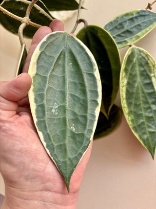 Hoya Macrophylla Albo
