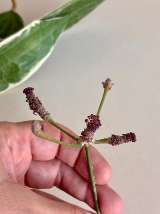 Hoya Macrophylla albo
