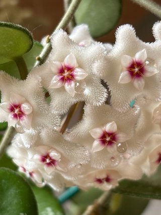 Hoya Mathilde splash
