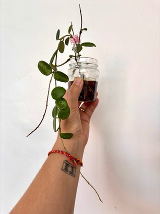 Hoya Mathilde splash