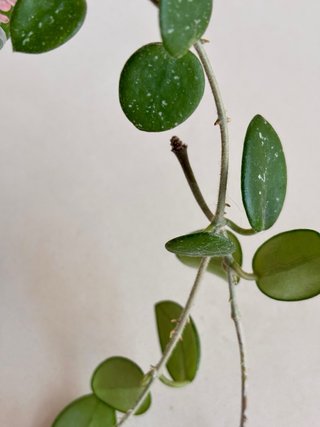 Hoya Mathilde splash