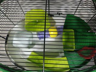 Jaula hamster