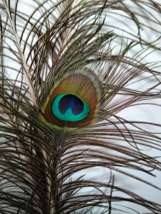 Auténticas Plumas de Pavo Real