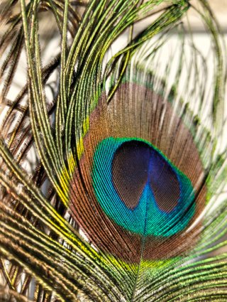 Auténticas Plumas de Pavo Real
