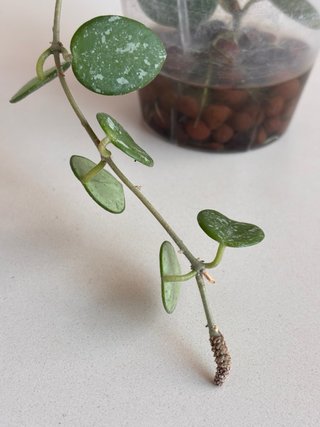 Hoya Mathilde splash