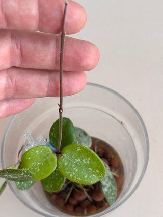 Hoya Mathilde splash