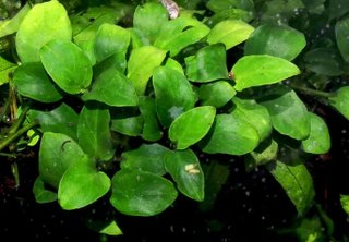 Lote 5 plantas para nano acuario