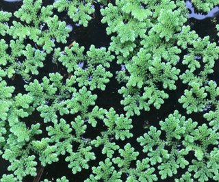 Lote 5 plantas para nano acuario