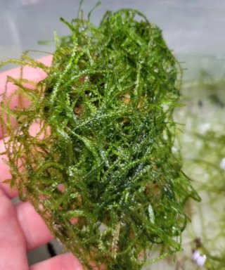 Lote 5 plantas para nano acuario