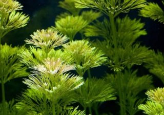 Lote 5 plantas para nano acuario