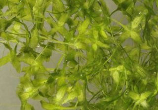 Lote 5 plantas para nano acuario