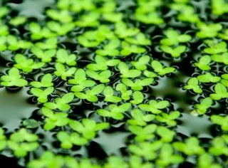 Lote 4 Plantas Acuario Económico