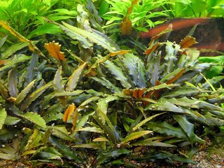 Lote 4 Plantas Acuario Económico