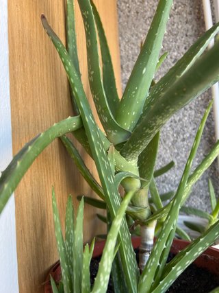 Planta Aloe Vera