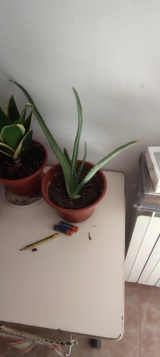 Macetas Aloe Vera Varios Tamaños