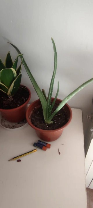 Macetas Aloe Vera Varios Tamaños